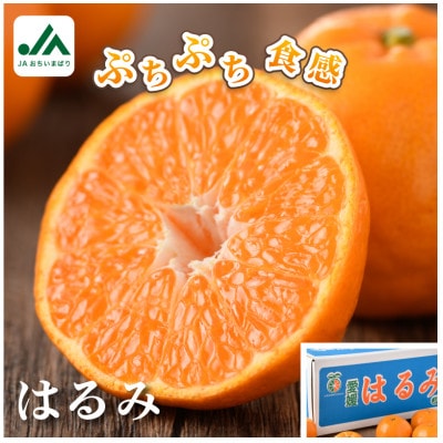 【先行受付】はるみ　5kg　家庭用 柑橘 手でむける KB02530【配送不可地域：離島】