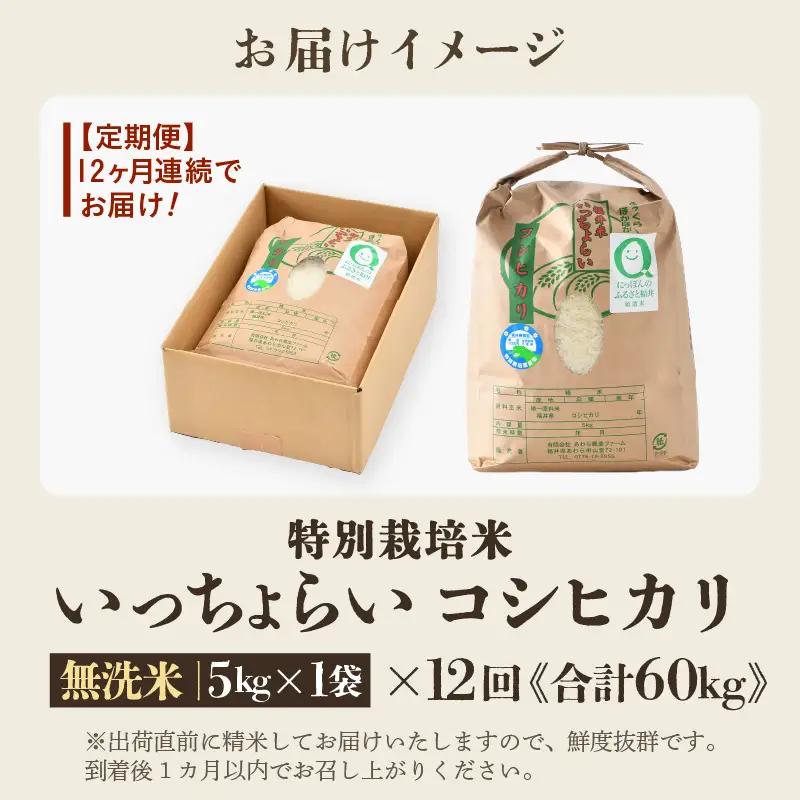 【先行予約】【令和8年産・新米】【一等米】《定期便12回》特別栽培米 いっちょらい 無洗米 5kg × 12回（計60kg）／ 福井県産 ブランド米 コシヒカリ ご飯 白米 新鮮 大賞 受賞 ※202