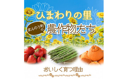 ＜先行予約！2024年6月上旬以降順次発送予定＞バイカラコーン (約4kg) トウモロコシ とうもろこし とうきび コーン 夏 夏野菜 野菜 産地直送 新鮮 ベジタブル 旬 人気 お取り寄せ 【man