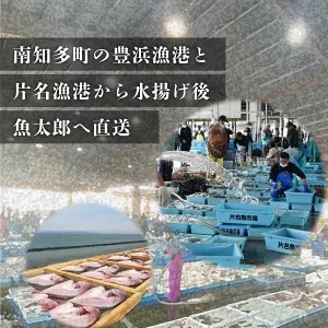 特大天然鯛ひものセット ※北海道・沖縄・離島への配送不可