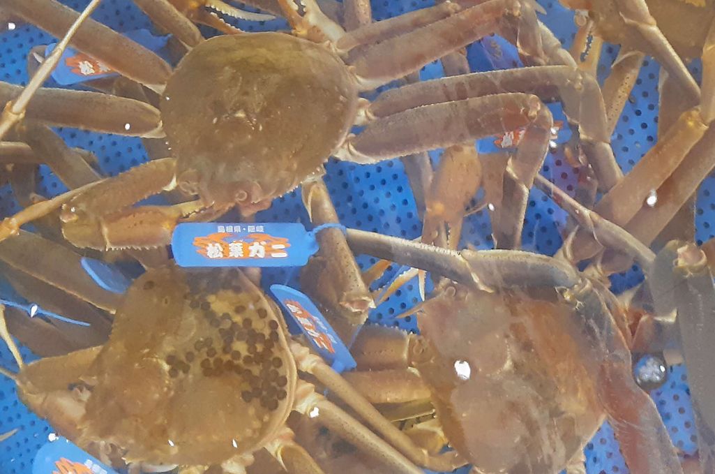 【ふるさと納税】【先行予約】魚新の「山陰沖産ボイル松葉ガニ」（2〜3杯）＜12月〜2月末までのお届け＞ 【096_1698】