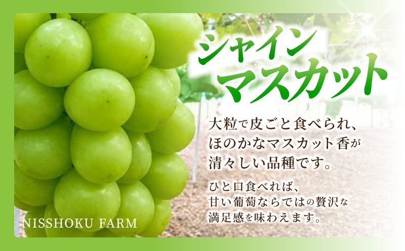 【2026年先行予約】 NIHOKU　FARM　特選　大粒ぶどう３種セット（シャインマスカット入り）岡山 ぶどう 真庭市 高級 ギフト 贈り物 ピオーネ クイーンニーナ 【nisfarm010-02】