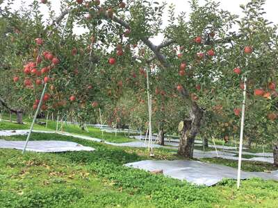 【2026年先行予約】ザ・王道 りんご サンふじ 約3kg |りんご