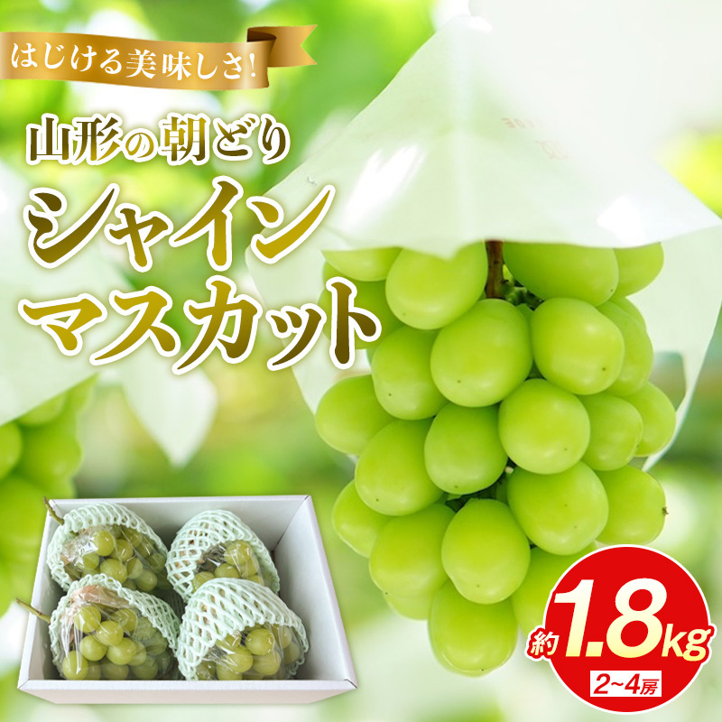 はじける美味しさ！山形の朝どりシャインマスカット 約1.8kg 2～4房【令和8年産先行予約】FS25-136
