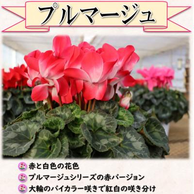 ふるさと納税 中島村 【先行予約】シクラメン6号鉢(プルマージュ)　水野谷園芸 |  | 01