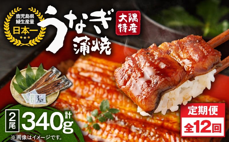 
            2481 【定期12回】大隅特産うなぎ蒲焼2尾（340g）【国産】　KN060-T05
          
