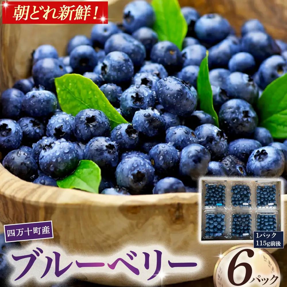 【新鮮ブルーベリー】 生果実 （115g×6パック）Cvs-A10 ブルーベリー 四万十町産朝どれ