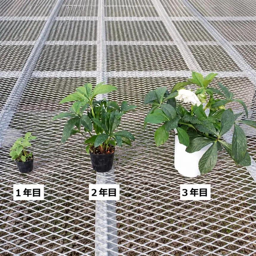 八ヶ岳・原村産　クリスマスローズ（半八重咲き）2鉢セット 【ピンク系×ピンク系】｜深山花園