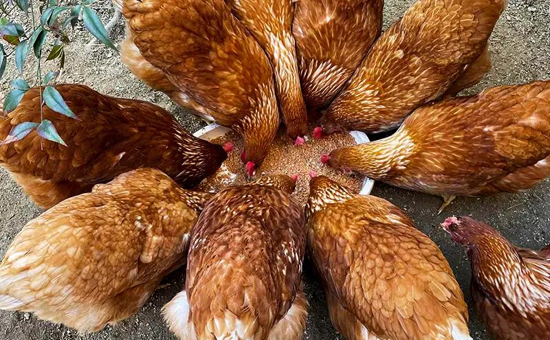 卵 "有無ファーム"のこだわり平飼い卵 10個パック(有精・無精卵各5個)Mサイズ以上 鶏卵 たまご 平飼い