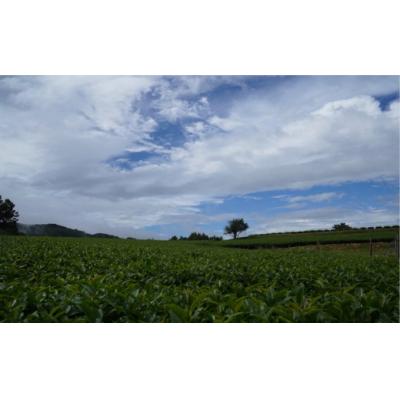 ふるさと納税 臼杵市 美味しく健康的にお茶を楽しみたいならコレ!有機GABA茶(50g×3袋) |  | 03