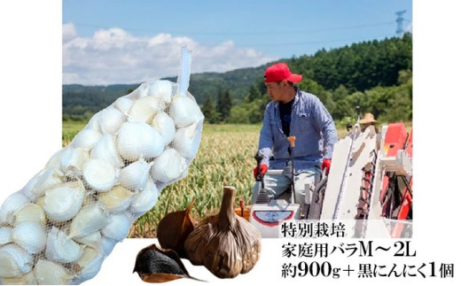 丸美農園 田子産特別栽培にんにく 家庭用バラ（M～2L）約900g＋黒にんにく 1個