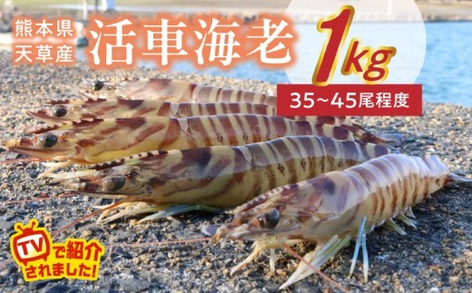 
                  S146-001-sku_活車海老
                