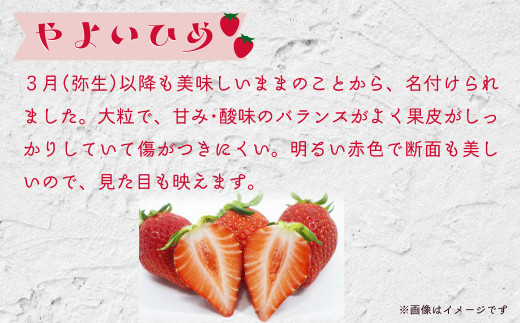 いちご3種 食べ比べ  4パック×1箱  |  苺 イチゴ いちご 先行予約 香り 大粒 いばらキッス ひたち姫 やよいひめ 厳選 フルーツ 新鮮 朝採れ 採れたて フレッシュ 旬 鮮度 甘い 美味しい 糖度 酸味 バランス 果肉 健康 果物 ブランド デザート 贈り物 食べ比べ 人気 リピート おすすめ 檜山いちご園 茨城県 常陸太田市