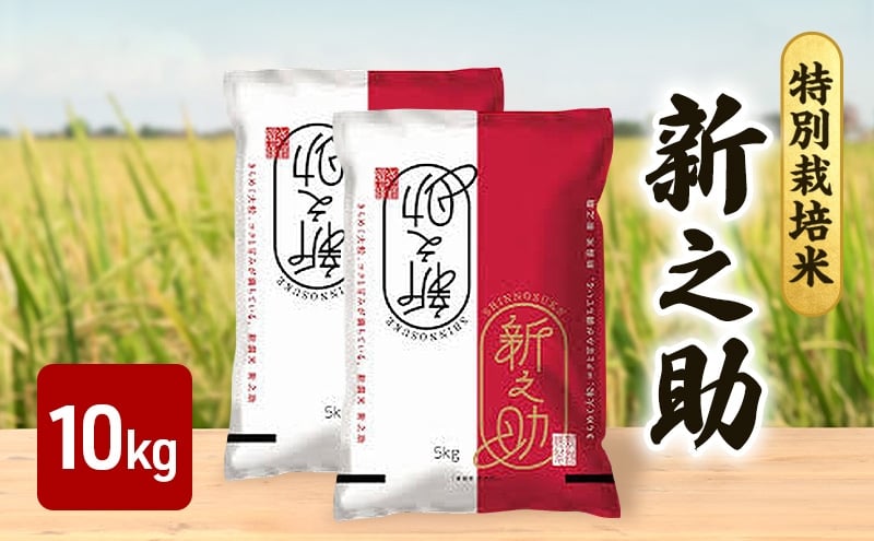 
            【10月上旬より順次出荷】令和7年産 特別栽培米 新之助 白米 10kg （5kg×2袋）お米 精米 白米 米 ご飯 ごはん おにぎり 新潟県産 上越産 新潟県 上越市
          