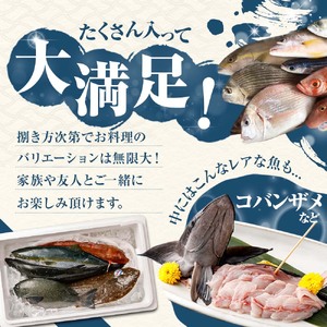 旬の朝獲れ鮮魚詰め合わせ 【2026年8月配送】【以布利定置網　漁師直送】朝獲れ 旬 鮮魚 魚介 海鮮 魚 さかな せんぎょ 鮮魚セット 詰め合わせ おまかせ お任せ【S00818-8】
