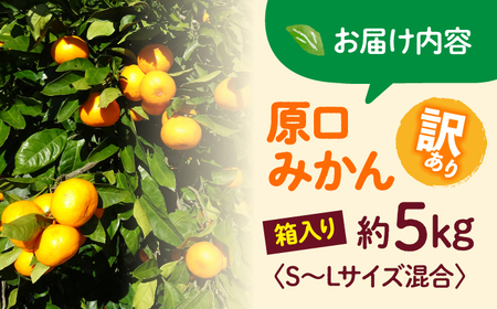 【☆先行予約☆】【 訳あり 】 原口みかん （S～Lサイズ混合） 約5kg   長崎 西海 みかん ミカン 原口みかん 5kg みかん ＜横坂農園＞ [CFW002]