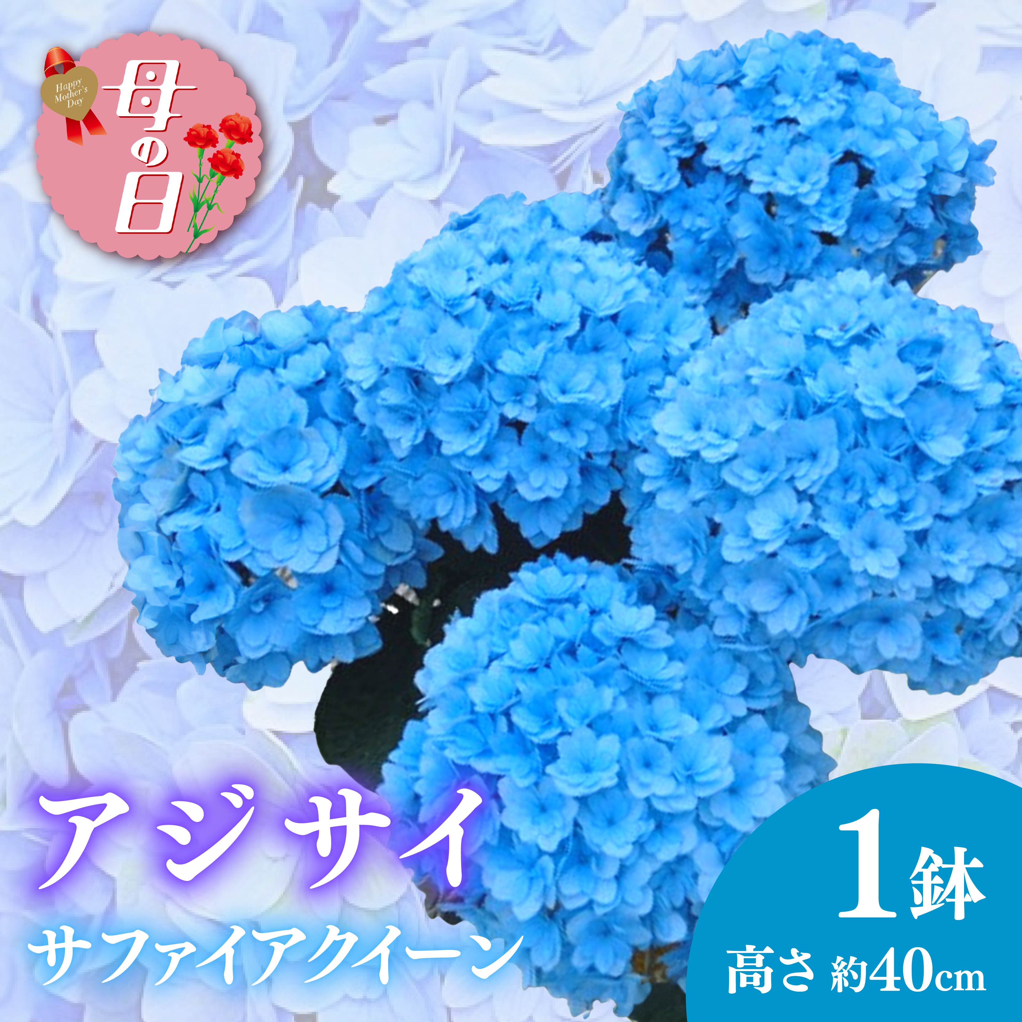 【ふるさと納税】 【先行予約】 母の日に！ アジサイ ブルー サファイア クィーン 5号 花 あじさい 紫陽花 贈り物 お祝い 植物 季節 生花 フラワー ギフト 母の日 2026年5月から順次発送 オンライン決済限定 静岡県 藤枝市