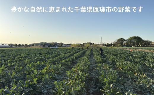 《定期便3ヶ月》旬のおまかせ野菜セット　4種類以上 3回