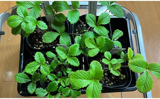 ワイルドストロベリー（四季なりイチゴ）（A1047-1）