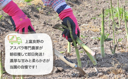【令和9年産】2027年発送 先行予約 アスパラ 専門農家 の 特選 グリーンアスパラ 1kg M アスパラガス 原農園 朝採りアスパラ 野菜 北海道 上富良野町 グリーンアスパラ