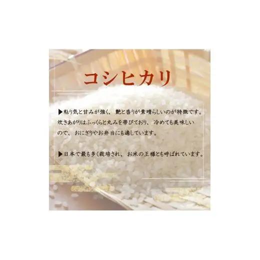 数量限定 新米 コシヒカリ 3kg 令和6年 白米 精米 米 こしひかり ブランド米 国産 高知県 須崎 しんじょう君 産地直送 国産新米
