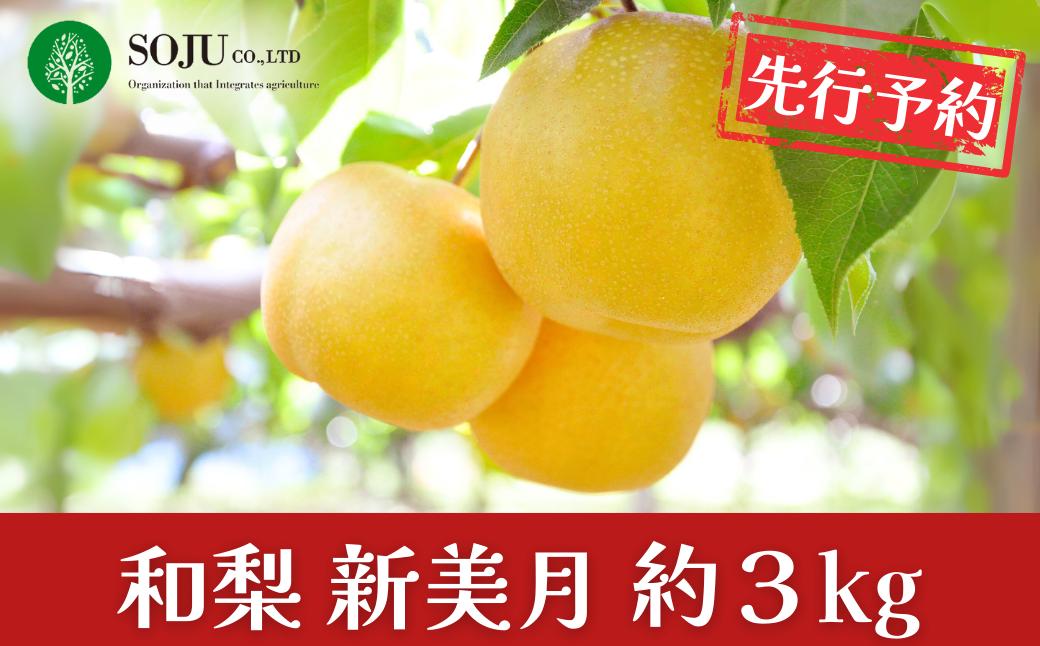 
            先行予約 新潟オリジナル和梨 新美月 約3kg 令和8年度 新潟県 三条市産 [三条果樹専門家集団]【016P037】
          