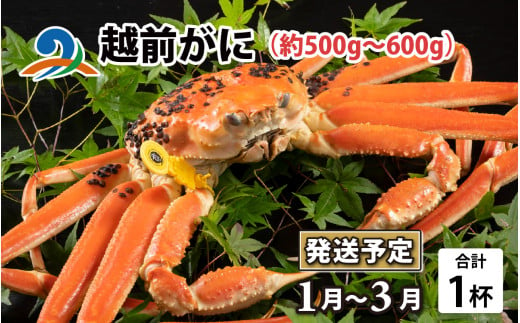 【先行予約】越前がに（約500g～600g） 1杯【2025年1月～3月発送予定】