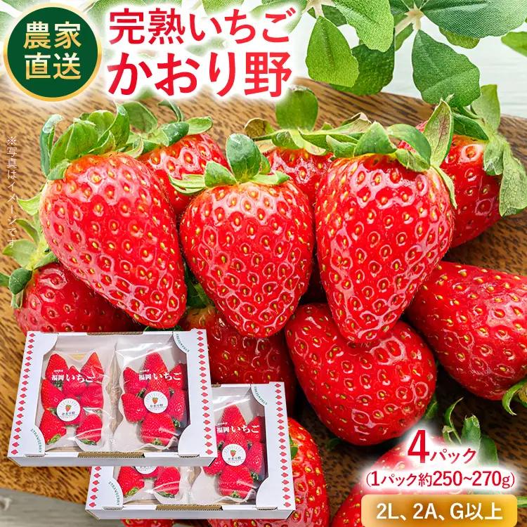 いちご   農家直送完熟いちご かおり野 4パック 【2027年2月上旬～4月末頃に順次発送】 いちご  