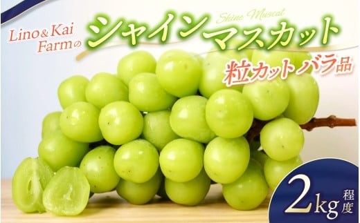 
                  【2026年先行予約】 【粒カットバラ品】 Lino＆Kai Farmのシャインマスカット(2kg程度）｜ 岡山 シャインマスカット おすすめ コスパ ぶどう シャインマスカット マスカット 送料無料 2kg 葡萄 訳ありシャイン 産地直送 種無し 岡山 ぶどう 岡山 2kg シャインマスカット  ギフト 大粒 果物 おすすめ 産地直送 コスパ 数量限定 種無し 【linokai004-02】
                