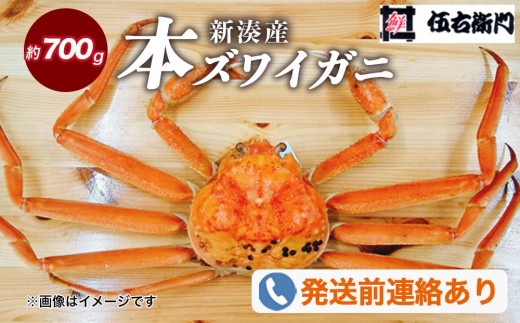 【伍右衛門】新湊産本ズワイガニ約700g｜ずわい蟹 ずわいガニ ズワイガニ 本ズワイガニ 本ずわいがに カニ 蟹 かに かにしゃぶ カニしゃぶ 蟹しゃぶ かに鍋 カニ鍋 蟹鍋 かに味噌 カニ味噌 かにみそ 魚貝類 魚介類 ボイル 国産 富山 富山湾 北陸 富山カニ 北陸カニ ※2026年11月～発送 ※発送まで1か月以上かかる場合があります。