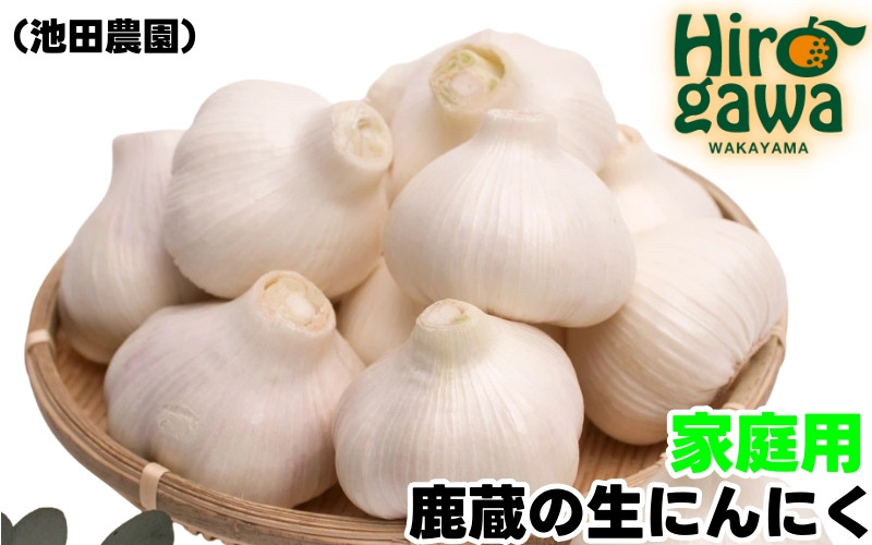 
            生 にんにく 500g 家庭用 / 生にんにく 国産 訳あり  ※5月上旬～5月下旬に順次発送 ※北海道・沖縄・離島への配送不可【ikd403-c-0d5】
          