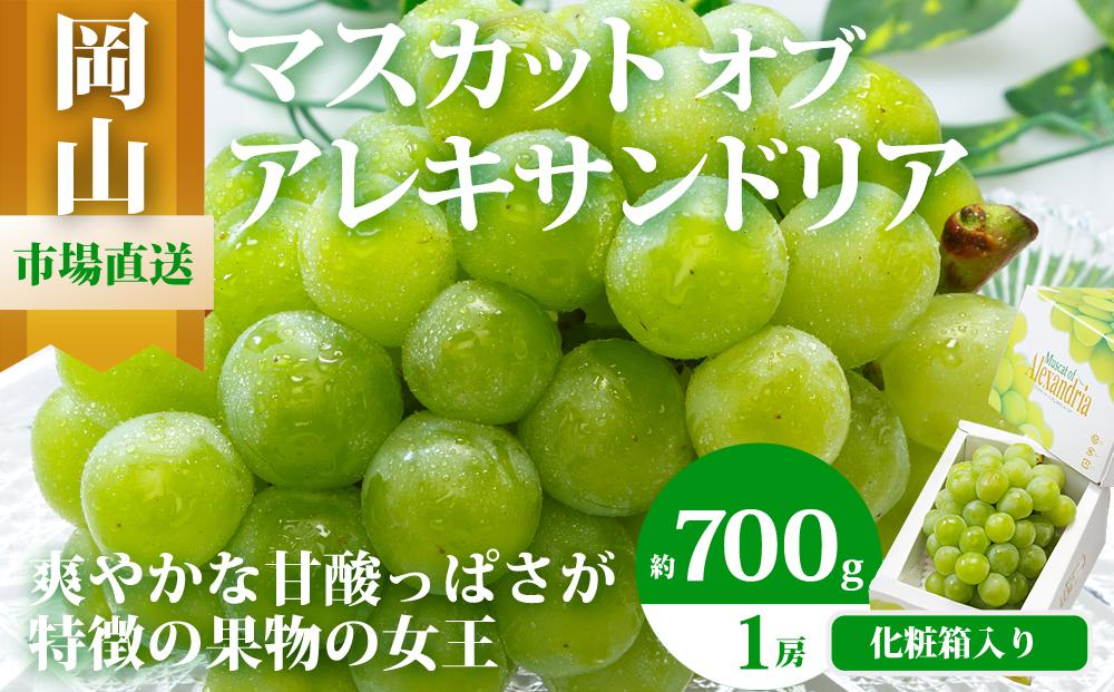 ぶどう 2026年 マスカット ・オブ・アレキサンドリア 1房 700g以上 化粧箱入り マスカット ブドウ 葡萄  岡山県産 国産 フルーツ 果物 ギフト