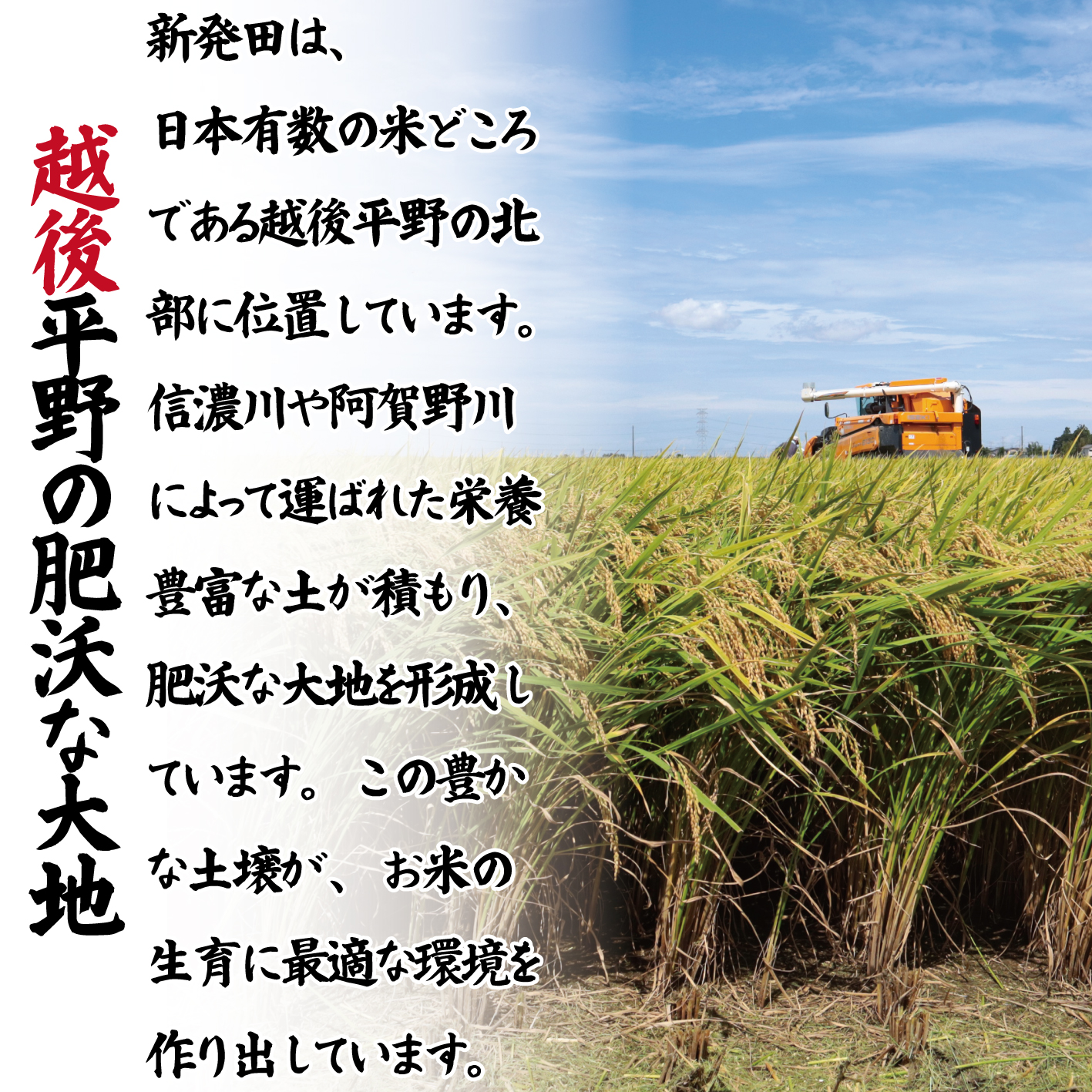 【令和8年産定期便】 3ヶ月 定期便 コシヒカリ 白米 5kg 3ヵ月 15kg 令和8年産 甘うま越後の こしひかり 米 お米 こめ 新潟米 新潟県産 新潟産 新潟 新潟県 新発田産 新発田 新発田