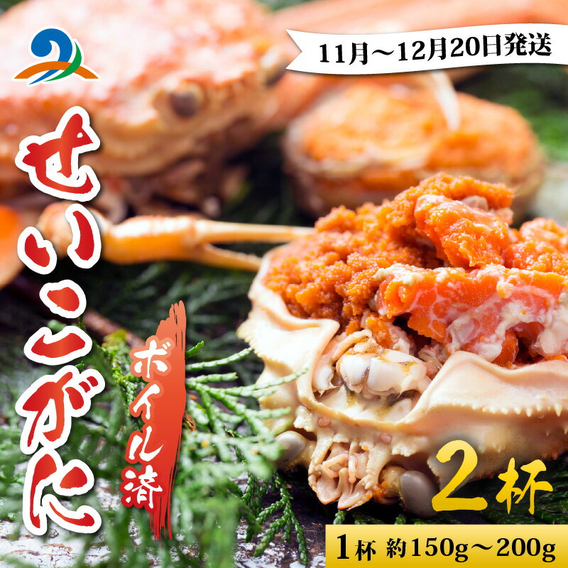 【ふるさと納税】越前港より直送！ せいこがに（約150～200g）2杯 ※発送前に在宅確認の電話連絡をいたします!【順次発送中】/ セイコガニ せいこ蟹 セコガニ 雌 ずわいがに 越前ガニ ボイル 冷蔵 カニ 鍋 海鮮 かに 国産 南越前町 送料無料