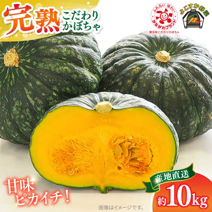 【ふるさと納税】【先行予約】よこすか こだわりかぼちゃ 約10kg 野菜 旬 サラダ 採れたて おまかせ 新鮮 国産 横須賀 こだわり かぼちゃ カボチャ 南瓜 パンプキン 神奈川県 横須賀市【JAよこすか葉山】[AKFO004]