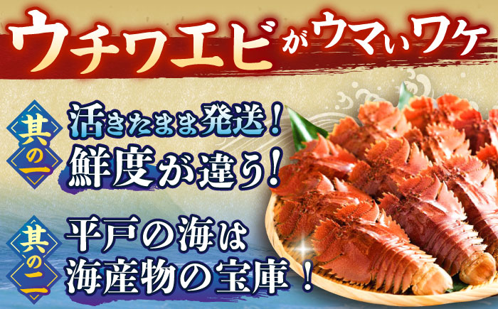 ウチワエビ しゃぶしゃぶ A(刺身200g 半身400g ポン酢80ml)【ひばり】[KAA059]/ 長崎 平戸 魚介類 海老 エビ ウチワエビ 季節限定 ご当地 グルメ 刺身 しゃぶしゃぶ