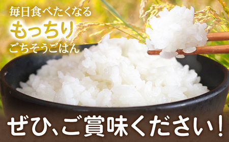 令和7年産 米 森のくまさん 15kg くまもと食彩の力《60日以内に出荷予定(土日祝除く)》熊本県 長洲町 お米 こめ コメ