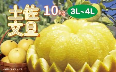 文旦 10kg 楽木工房 の 土佐文旦 家庭用 [3L～4Lサイズ] ［1406-3］