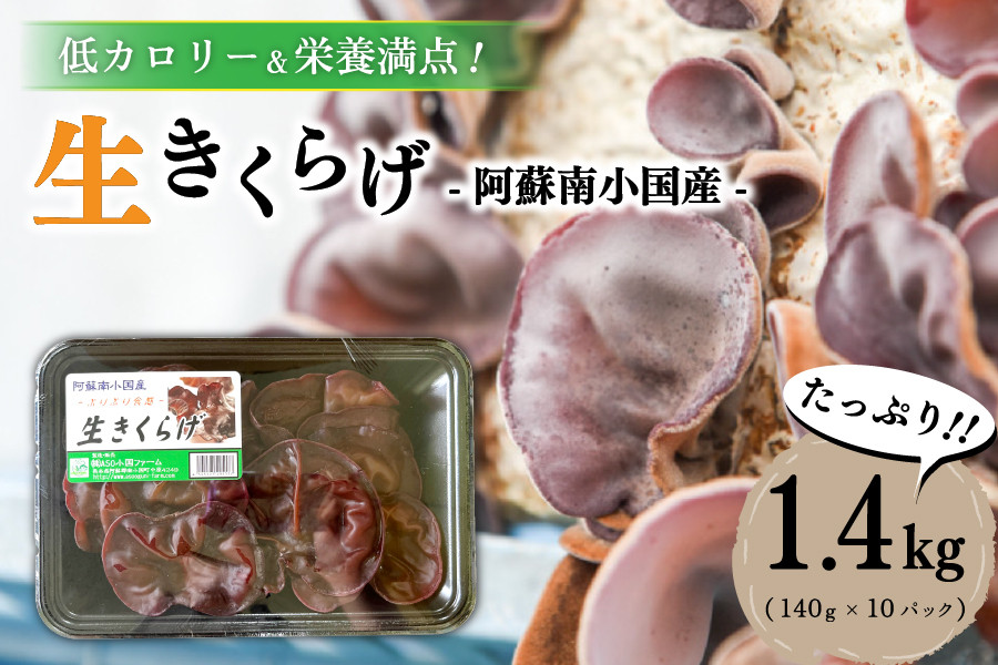 
低カロリー＆栄養満点！阿蘇・南小国産の肉厚生きくらげ（140g×10パック）
