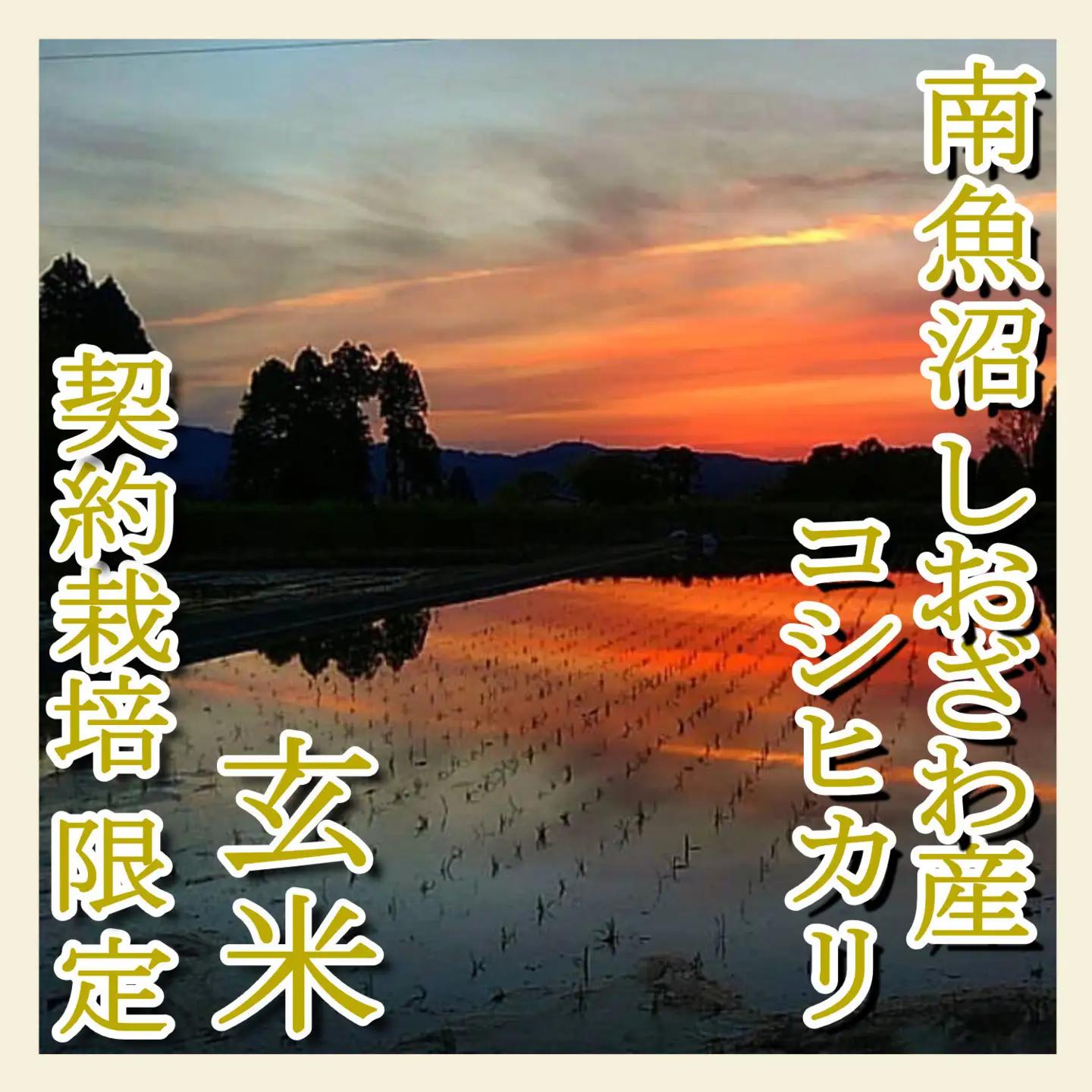 【令和7年】【玄米８Kg】●玄米● 生産者限定 南魚沼しおざわ産コシヒカリ｜玄米