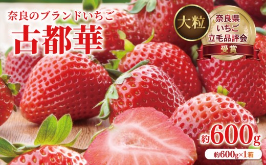 いちご ことか 大粒 約600g 1箱 約11~12粒 2027年発送 【奈良県いちご立毛品評会受賞】 古都華 数量限定 季節限定 産地直送 苺 家庭用 フルーツ 果物 デザート スイーツ 旬 新鮮 ギフト 贈答 お歳暮 プレゼント ふるさと納税いちご ふるさと納税イチゴ ふるさと納税苺 奈良県 奈良市 藤井農園