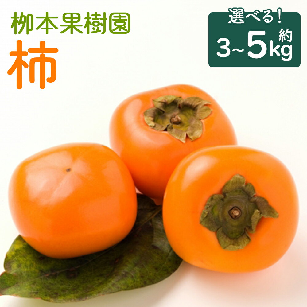 【ふるさと納税】【選べる内容量】【先行予約】柿 約3kg／約5kg - 果物 くだもの フルーツ カキ かき 甘い おいしい 送料無料 期間限定 季節限定 数量限定 柳本果樹園 高知県 香南市【常温】
