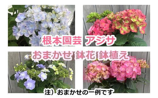 アジサイ あじさい 紫陽花 おまかせ 鉢花 鉢植え  花 ギフト 農林水産大臣賞受賞 根本園芸【10038】