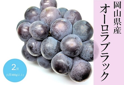 オーロラブラック 2房(1房480g以上) 化粧箱入り【2026年8月下旬～9月下旬発送予定】