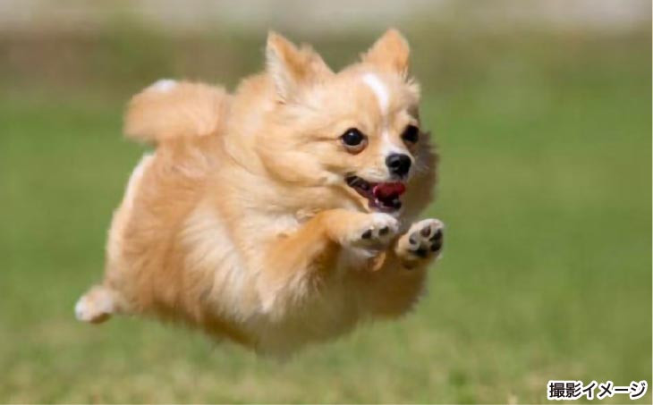 Bコース　飛行犬撮影カレンダーセット