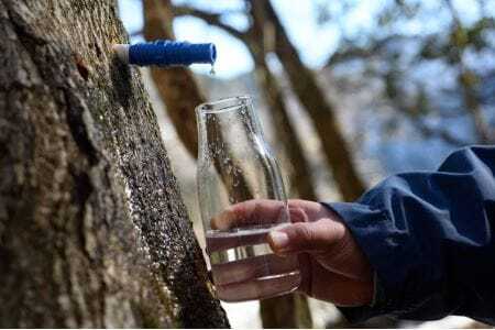 楓のしろっぷ(メープルシロップ) 大