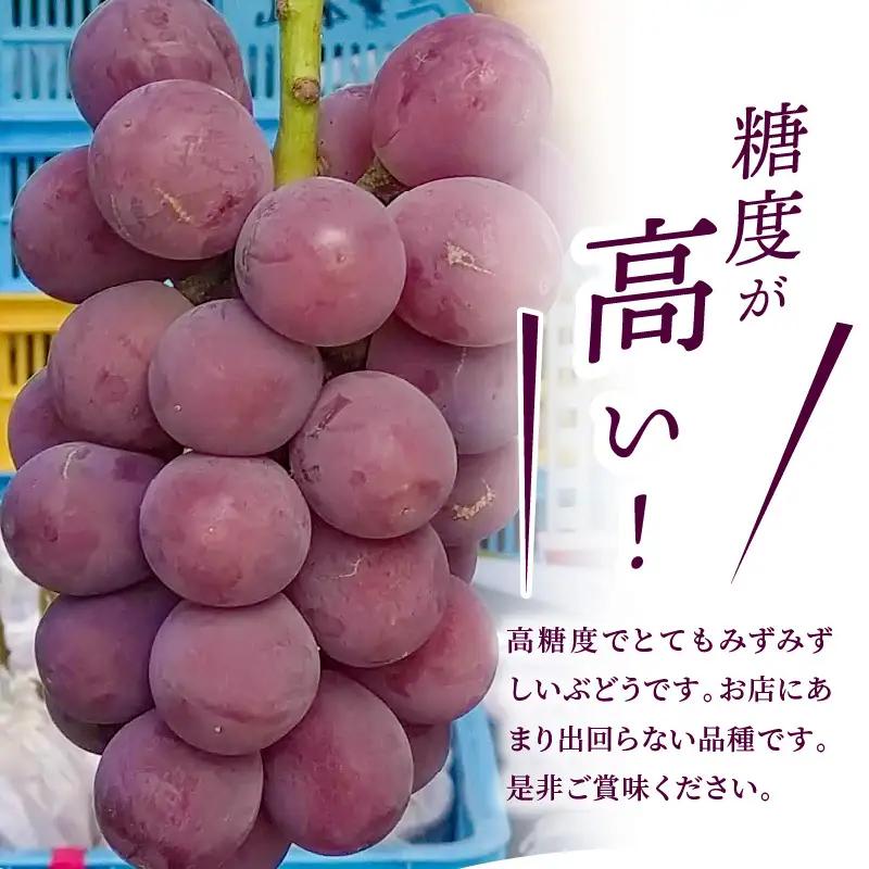 【2027年先行予約】甘くてジューシー産直　旬のぶどう竜宝　2房 （約1.0kg）フルーツ 葡萄  産直 DL-0003