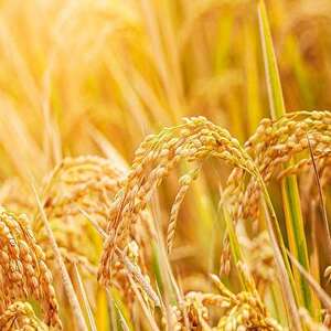 令和6年産福島県小野町産ひとめぼれ10kg(5kg×2袋)精米【1629174】