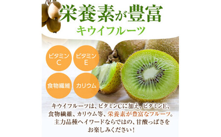 【先行予約】 先行予約！和歌山県産 秀品 キウイフルーツ 大玉15個入 こだわり農家厳選  【2026年12月中旬～2027年1月中旬頃順次発送】/ キウイ キウイフルーツ 果物 フルーツ おやつ【k