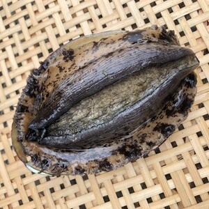 【先行予約】【金曜日発送】漁師直送!天然活黒アワビ約500～600g(1～2枚)【配送不可地域：離島・北海道・沖縄県・中国・四国・九州】【1693531】